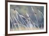 Barn Swallow (Hirundo Rustica) Group Of Different Subspecies Resting Together. Israel-Oscar Dominguez-Framed Photographic Print