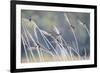 Barn Swallow (Hirundo Rustica) Group Of Different Subspecies Resting Together. Israel-Oscar Dominguez-Framed Photographic Print