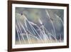 Barn Swallow (Hirundo Rustica) Group Of Different Subspecies Resting Together. Israel-Oscar Dominguez-Framed Photographic Print