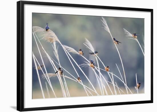 Barn Swallow (Hirundo Rustica) Group Of Different Subspecies Resting Together. Israel-Oscar Dominguez-Framed Photographic Print