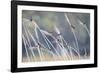 Barn Swallow (Hirundo Rustica) Group Of Different Subspecies Resting Together. Israel-Oscar Dominguez-Framed Photographic Print