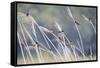 Barn Swallow (Hirundo Rustica) Group Of Different Subspecies Resting Together. Israel-Oscar Dominguez-Framed Stretched Canvas