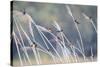 Barn Swallow (Hirundo Rustica) Group Of Different Subspecies Resting Together. Israel-Oscar Dominguez-Stretched Canvas