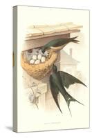 Barn Swallow Nest and Eggs-null-Stretched Canvas