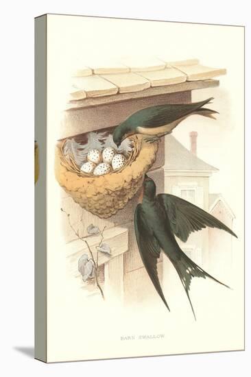 Barn Swallow Nest and Eggs-null-Stretched Canvas