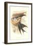 Barn Swallow Nest and Eggs-null-Framed Art Print