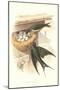 Barn Swallow Nest and Eggs-null-Mounted Art Print