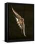 Barn Swallow, Pennsylvania, USA-Joe & Mary Ann McDonald-Framed Stretched Canvas