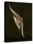 Barn Swallow, Pennsylvania, USA-Joe & Mary Ann McDonald-Stretched Canvas