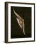 Barn Swallow, Pennsylvania, USA-Joe & Mary Ann McDonald-Framed Photographic Print