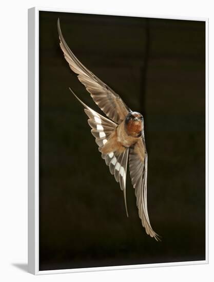 Barn Swallow, Pennsylvania, USA-Joe & Mary Ann McDonald-Framed Photographic Print