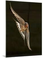 Barn Swallow, Pennsylvania, USA-Joe & Mary Ann McDonald-Mounted Photographic Print