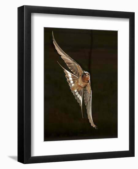 Barn Swallow, Pennsylvania, USA-Joe & Mary Ann McDonald-Framed Photographic Print