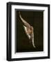 Barn Swallow, Pennsylvania, USA-Joe & Mary Ann McDonald-Framed Photographic Print