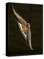 Barn Swallow, Pennsylvania, USA-Joe & Mary Ann McDonald-Stretched Canvas