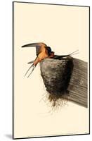 Barn Swallow-null-Mounted Poster