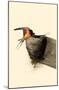 Barn Swallow-null-Mounted Poster