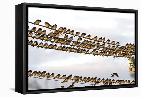 Barn Swallows Massing on Electricity Cables Prior-Alan J. S. Weaving-Framed Stretched Canvas