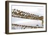 Barn Swallows Massing on Electricity Cables Prior-Alan J. S. Weaving-Framed Photographic Print