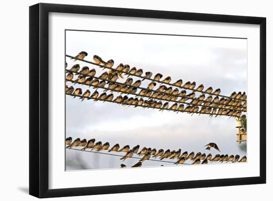 Barn Swallows Massing on Electricity Cables Prior-Alan J. S. Weaving-Framed Photographic Print