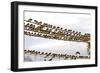 Barn Swallows Massing on Electricity Cables Prior-Alan J. S. Weaving-Framed Photographic Print