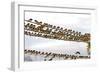 Barn Swallows Massing on Electricity Cables Prior-Alan J. S. Weaving-Framed Photographic Print