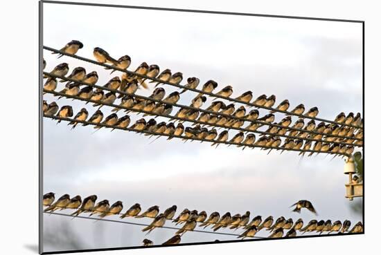 Barn Swallows Massing on Electricity Cables Prior-Alan J. S. Weaving-Mounted Photographic Print