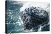 Barnacle Covered Mouth of Humpback Whale-DLILLC-Stretched Canvas