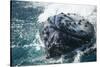 Barnacle Covered Mouth of Humpback Whale-DLILLC-Stretched Canvas