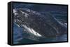 Barnacle Covered Mouth of Humpback Whale-DLILLC-Framed Stretched Canvas