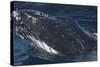 Barnacle Covered Mouth of Humpback Whale-DLILLC-Stretched Canvas