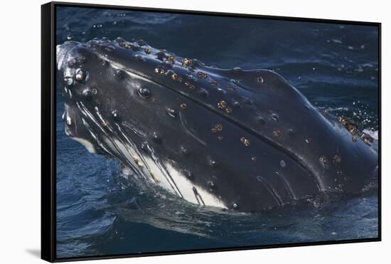 Barnacle Covered Mouth of Humpback Whale-DLILLC-Framed Stretched Canvas