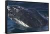 Barnacle Covered Mouth of Humpback Whale-DLILLC-Framed Stretched Canvas