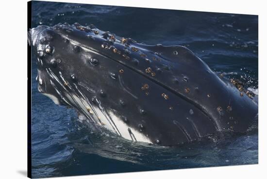 Barnacle Covered Mouth of Humpback Whale-DLILLC-Stretched Canvas