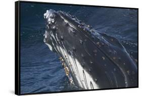 Barnacle Covered Mouth of Humpback Whale-DLILLC-Framed Stretched Canvas