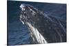 Barnacle Covered Mouth of Humpback Whale-DLILLC-Stretched Canvas