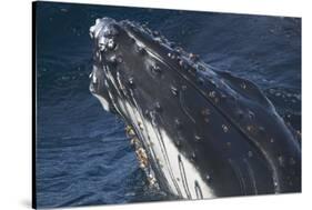 Barnacle Covered Mouth of Humpback Whale-DLILLC-Stretched Canvas