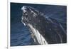 Barnacle Covered Mouth of Humpback Whale-DLILLC-Framed Photographic Print