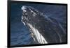 Barnacle Covered Mouth of Humpback Whale-DLILLC-Framed Photographic Print