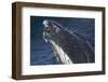 Barnacle Covered Mouth of Humpback Whale-DLILLC-Framed Photographic Print