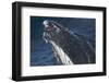 Barnacle Covered Mouth of Humpback Whale-DLILLC-Framed Photographic Print