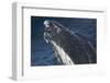 Barnacle Covered Mouth of Humpback Whale-DLILLC-Framed Photographic Print