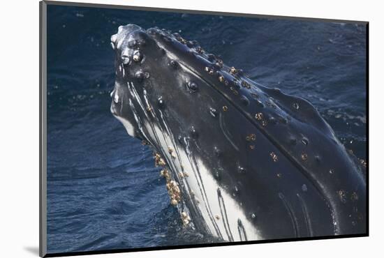 Barnacle Covered Mouth of Humpback Whale-DLILLC-Mounted Photographic Print