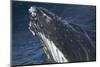 Barnacle Covered Mouth of Humpback Whale-DLILLC-Mounted Photographic Print