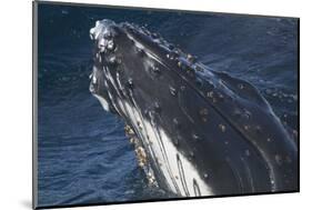 Barnacle Covered Mouth of Humpback Whale-DLILLC-Mounted Photographic Print