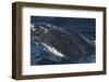 Barnacle Covered Mouth of Humpback Whale-DLILLC-Framed Photographic Print