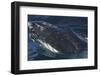 Barnacle Covered Mouth of Humpback Whale-DLILLC-Framed Photographic Print