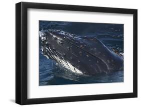 Barnacle Covered Mouth of Humpback Whale-DLILLC-Framed Photographic Print
