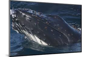 Barnacle Covered Mouth of Humpback Whale-DLILLC-Mounted Photographic Print