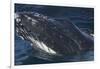 Barnacle Covered Mouth of Humpback Whale-DLILLC-Framed Photographic Print